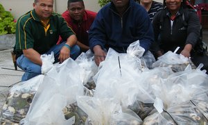 4101 Ontskulpte Perlemoen